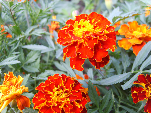 S8003702.JPG