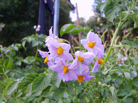 S8003720.JPG