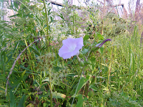 S8003694.JPG
