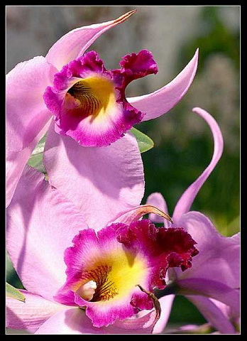 <Без названия>